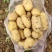 【大量现货】精品实验一土豆黄心土豆产地一手货源稳定供应