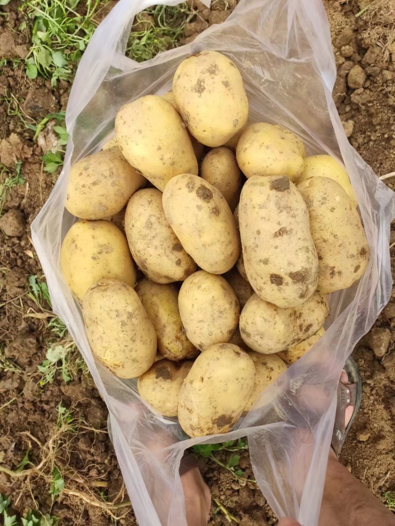 【大量现货】精品实验一土豆黄心土豆产地一手货源稳定供应