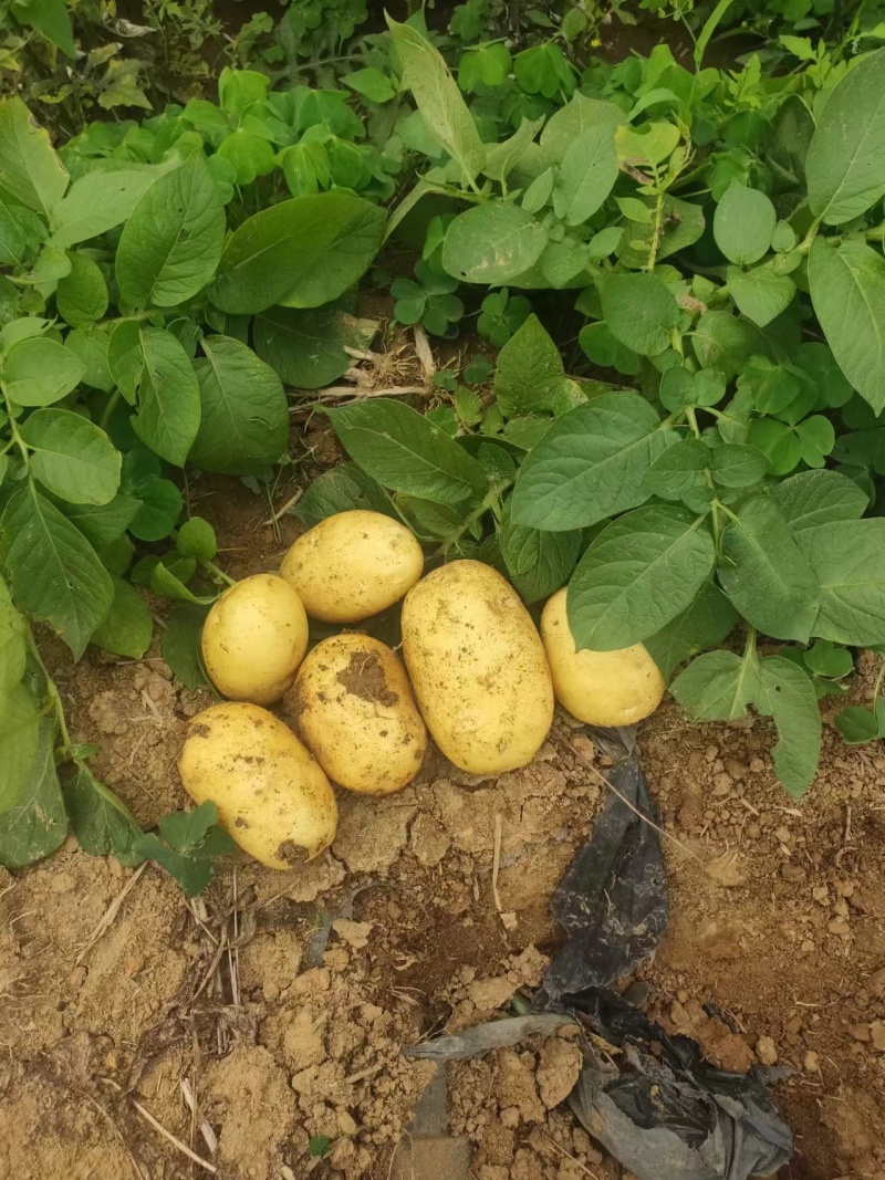 【大量现货】精品实验一土豆黄心土豆产地一手货源稳定供应