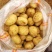 【大量现货】精品实验一土豆黄心土豆产地一手货源稳定供应