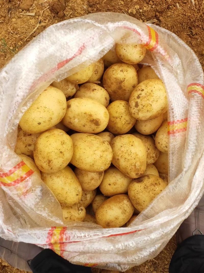 【大量现货】精品实验一土豆黄心土豆产地一手货源稳定供应