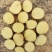 【大量现货】精品实验一土豆黄心土豆产地一手货源稳定供应