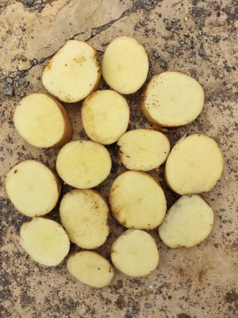 【大量现货】精品实验一土豆黄心土豆产地一手货源稳定供应