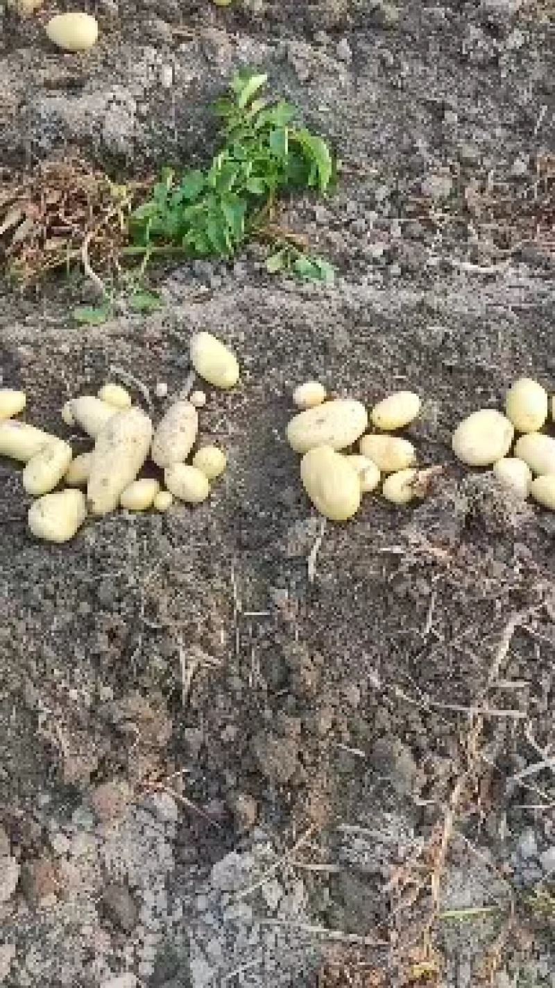 【大量现货】精品实验一土豆黄心土豆产地一手货源稳定供应