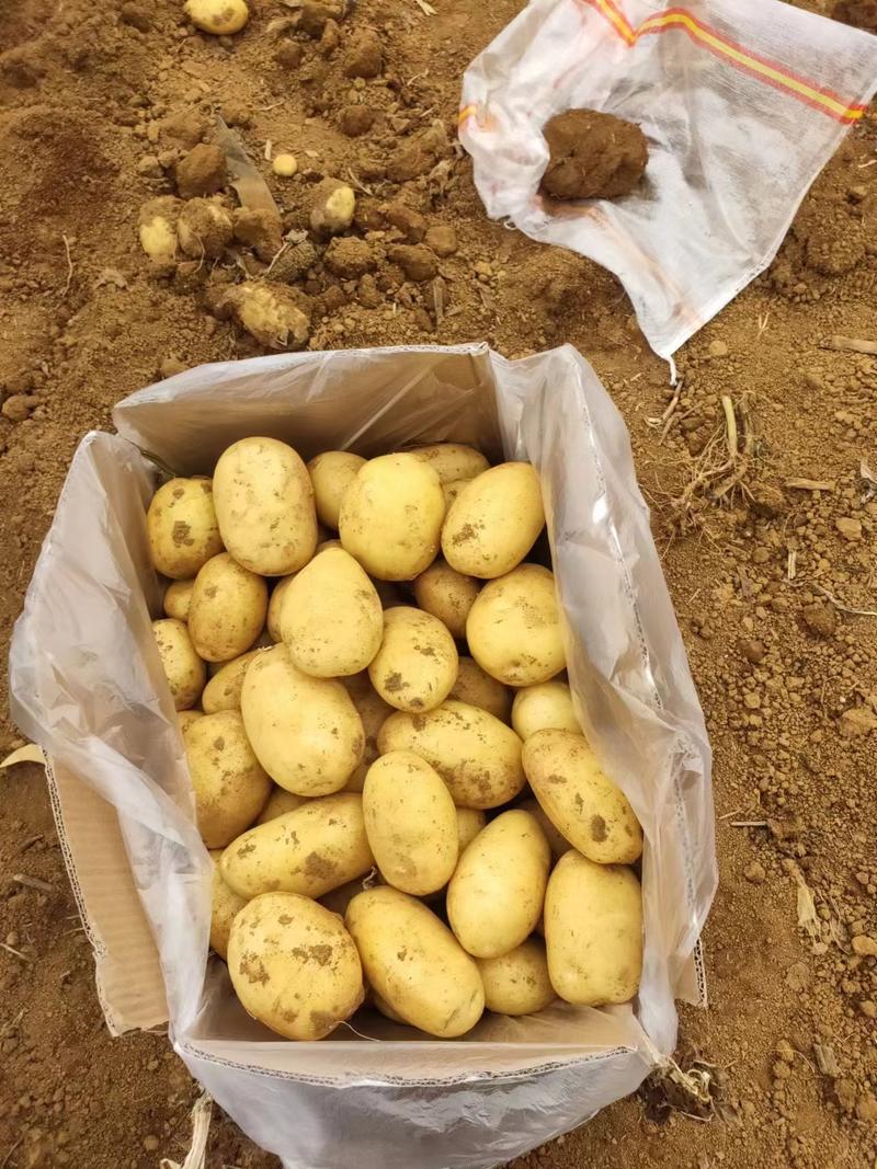 【大量现货】精品实验一土豆黄心土豆产地一手货源稳定供应