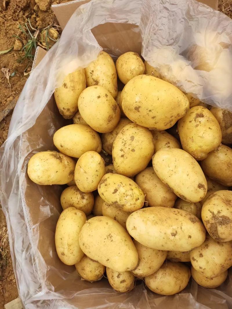 【大量现货】精品实验一土豆黄心土豆产地一手货源稳定供应