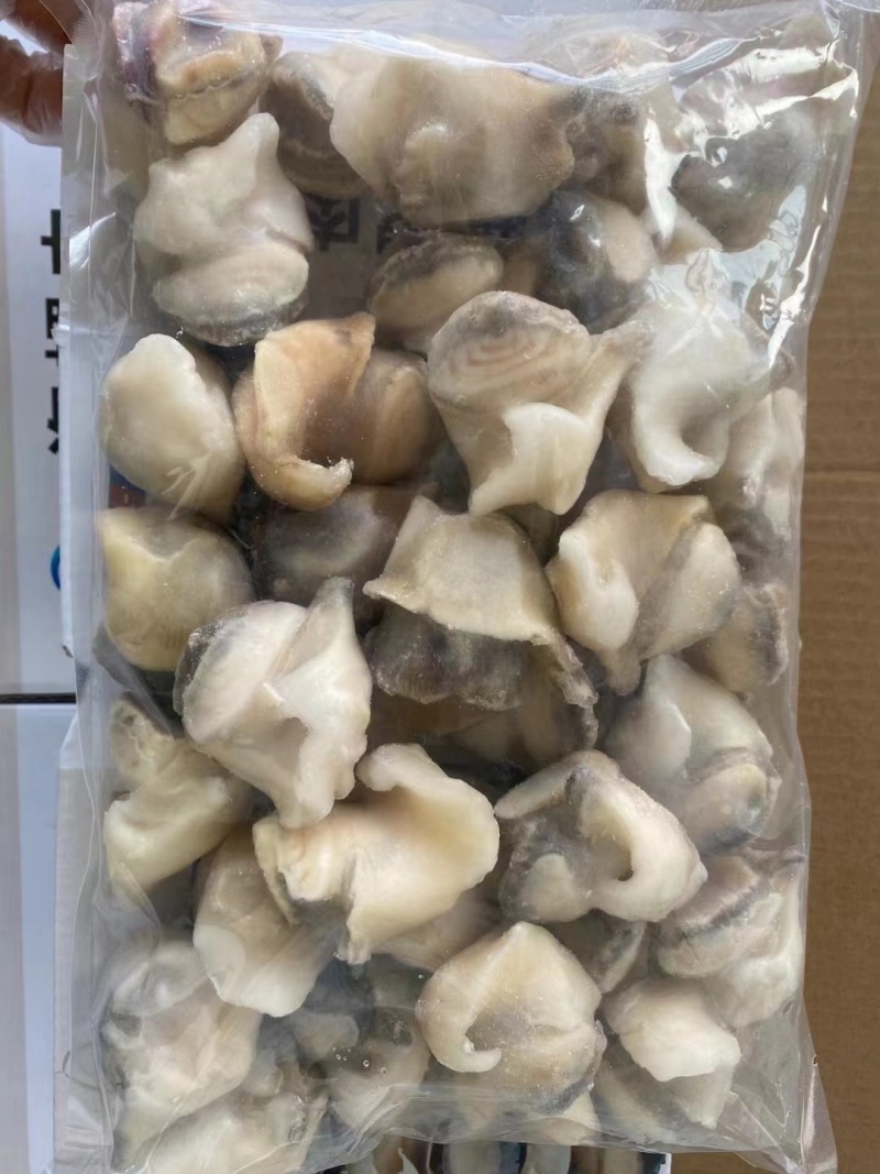 精品海螺肉20斤装品质保证全国可发货量大从优