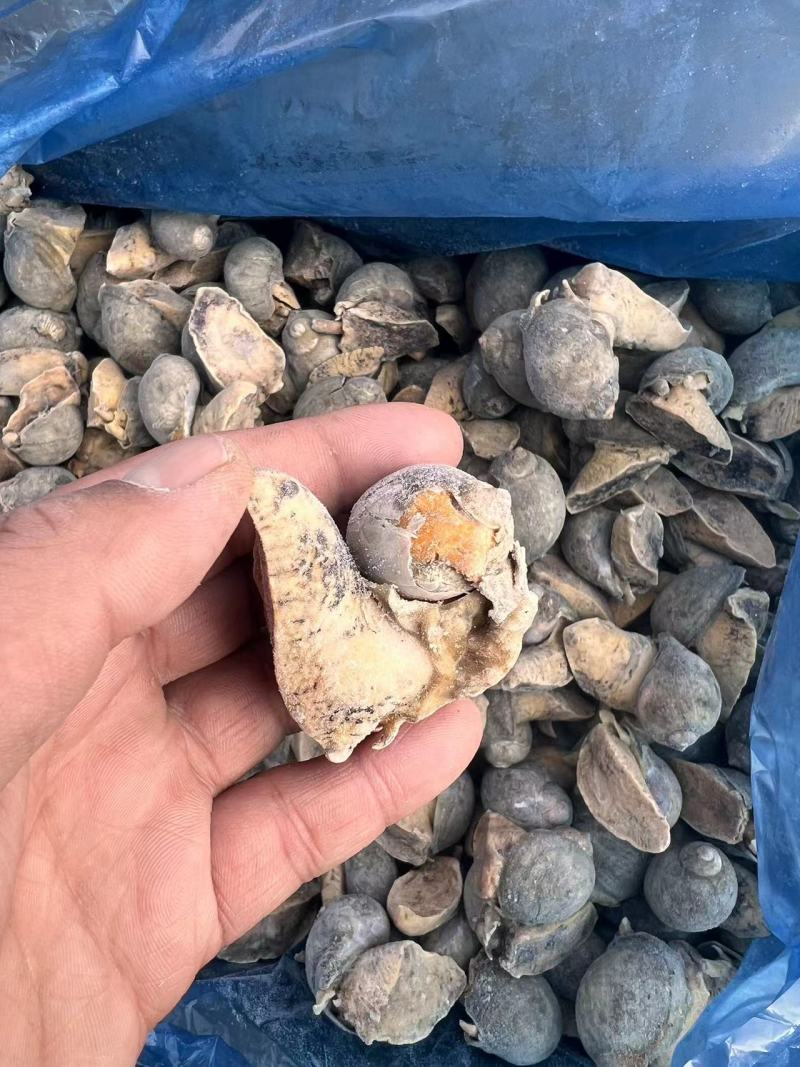 无冰海螺老婆脚规格齐全对接全国市场量大从优