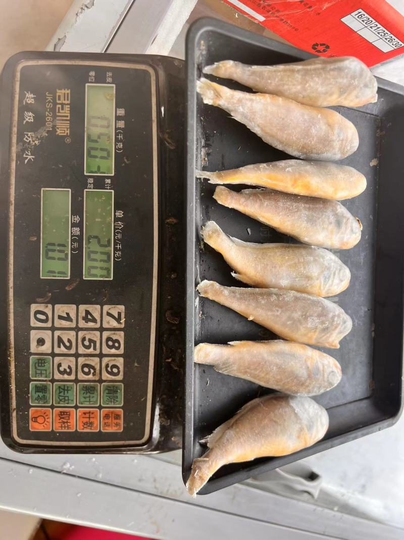 烧烤用小黄鱼大量供应一手货源量大从优品质保证