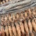 籽乌海兔大量供应品质新鲜货源充足量大从优