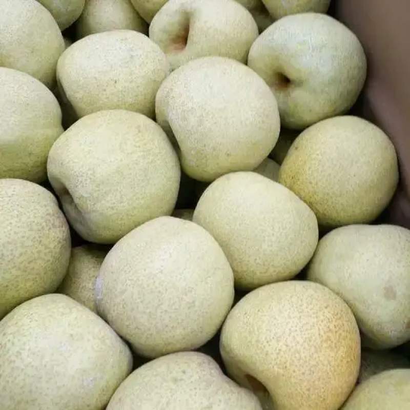 【皇冠二级梨】🍐大量现货供应，电商批发零售价格优惠！
