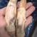 蛏王肉精品蛏王肉规格齐全稳定供货可长期合作