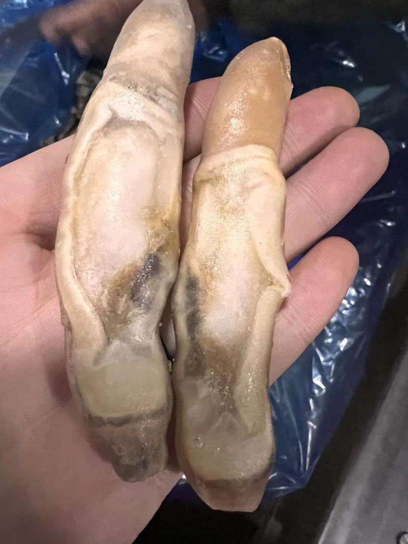 蛏王肉精品蛏王肉规格齐全稳定供货可长期合作