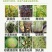 春雷王铜杀菌剂霜霉细菌性角斑溃疡等内吸性强