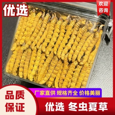 【优选】西藏那曲正宗冬虫夏草2024新货整条新鲜规格全