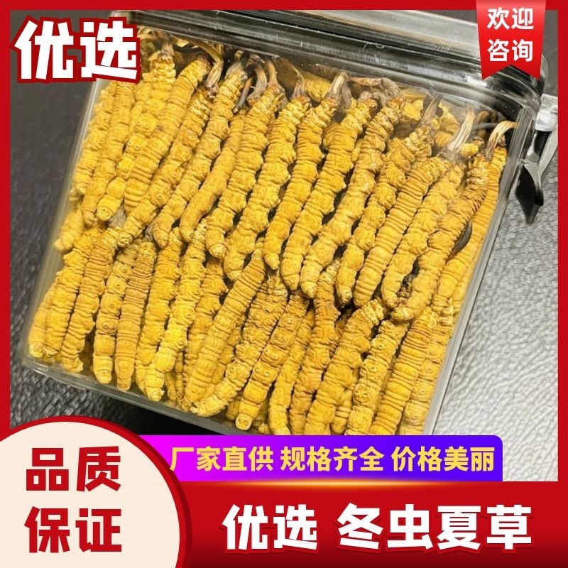 【优选】西藏那曲正宗冬虫夏草2024新货整条新鲜规格全