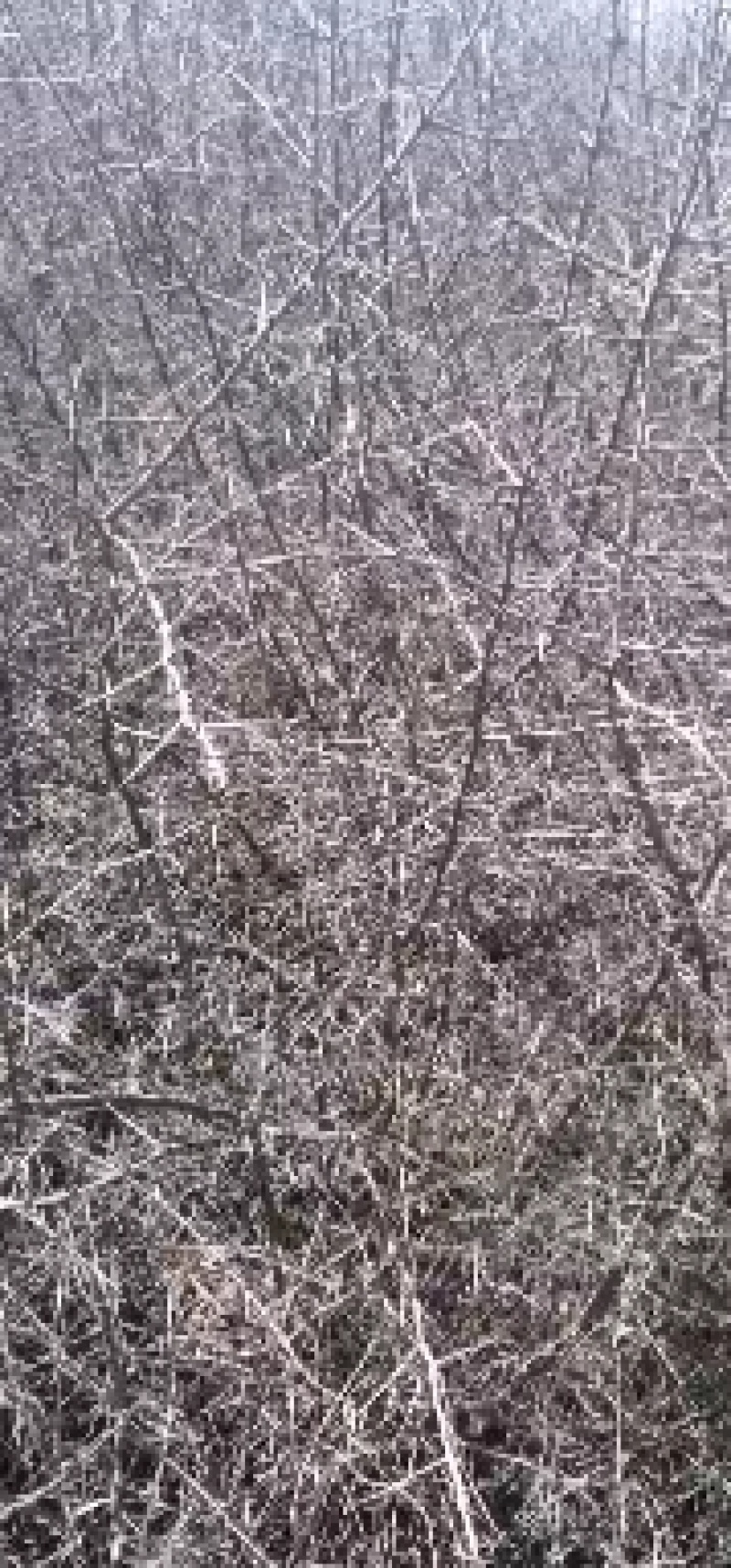 产地直销精品沙棘苗规格齐全价格优惠全部一手货源欢迎咨询