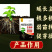 植物生根粉生根提苗壮棵根系发达提高成活率