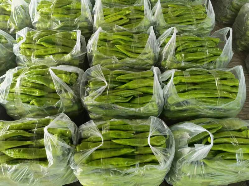 尖椒黄皮尖椒大量上市产地发货精品质量、来电咨询