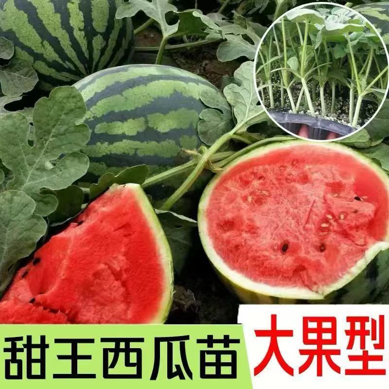 山东聊城西瓜苗甜王西瓜苗苗圃直发免费技术指导