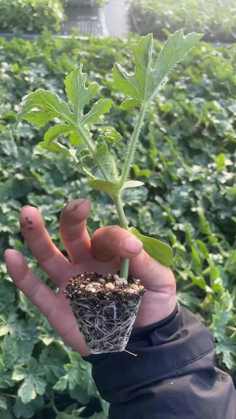 山东聊城西瓜苗甜王西瓜苗苗圃直发免费技术指导