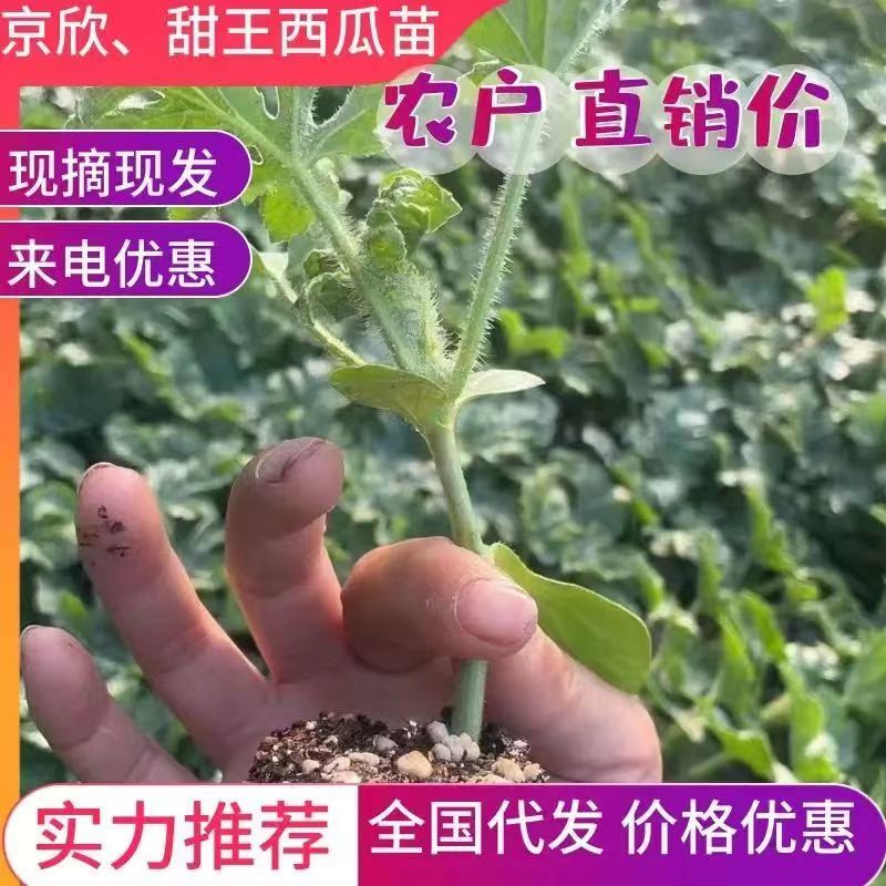 山东聊城西瓜苗甜王西瓜苗苗圃直发免费技术指导