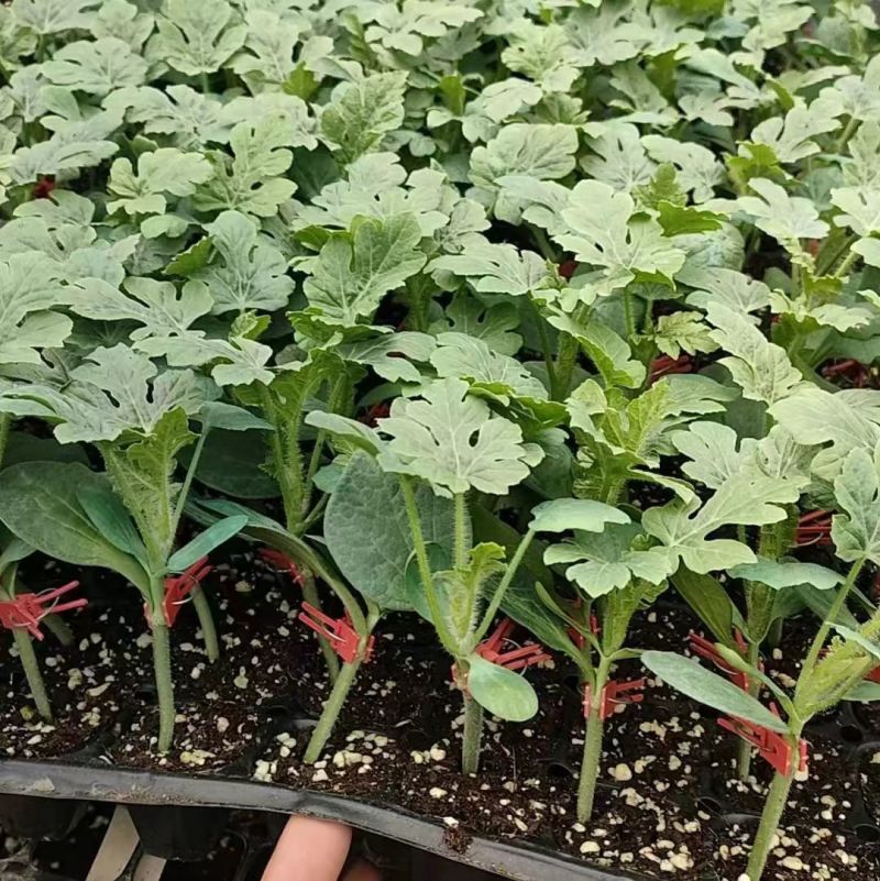 山东聊城西瓜苗甜王西瓜苗苗圃直发免费技术指导