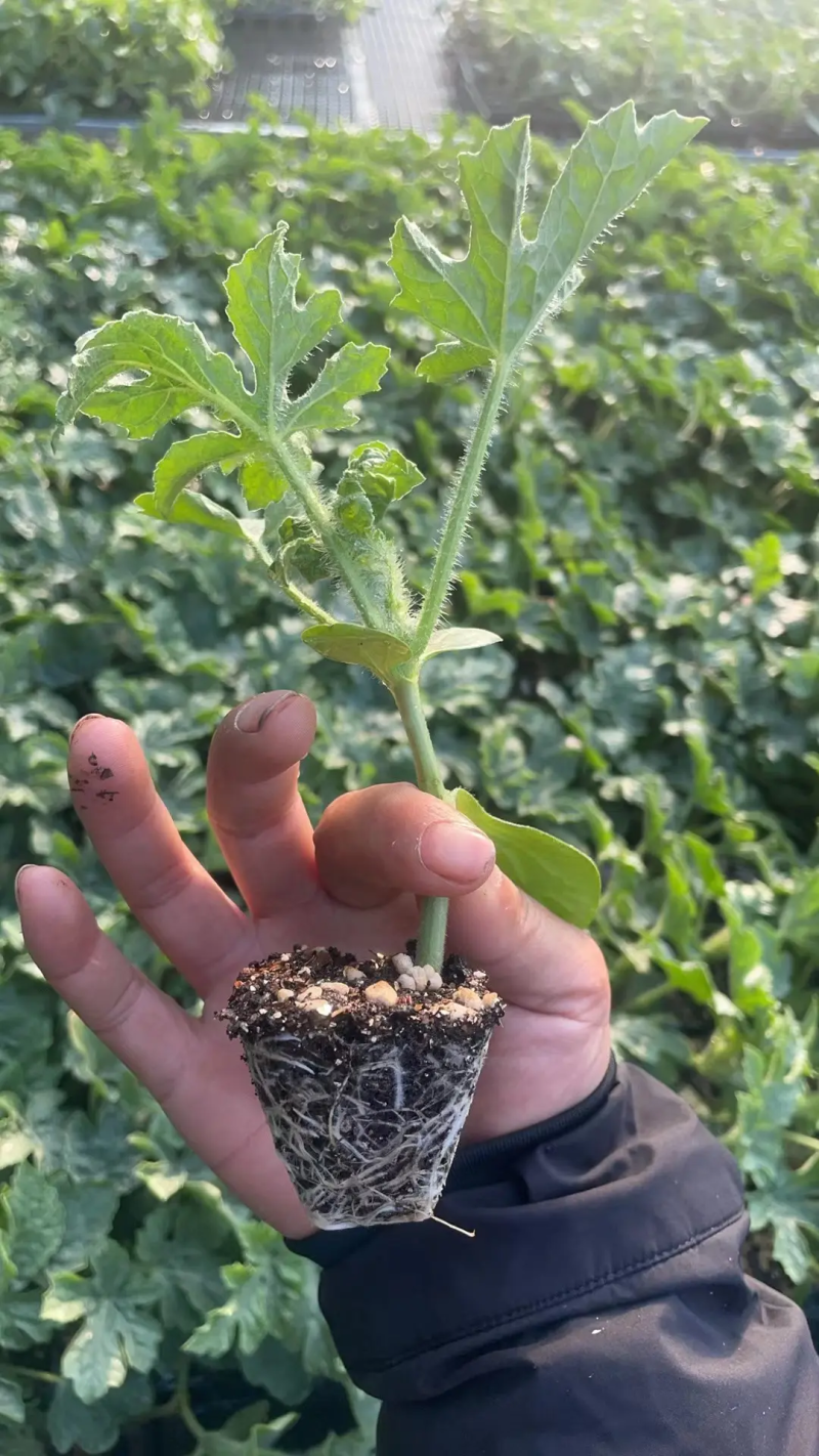 优质京欣西瓜苗苗圃直发技术指导包成活当天发货