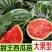 优质京欣西瓜苗苗圃直发技术指导包成活当天发货