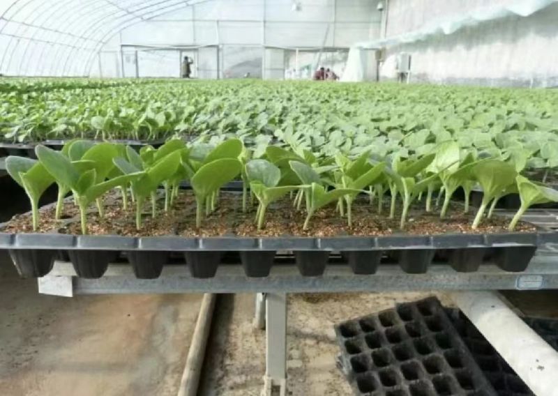西瓜苗8424西瓜苗果蔬苗批发量大优惠技术指导
