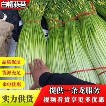 安徽亳州精品蒜薹白帽蒜薹质量保证对接市场电商超市