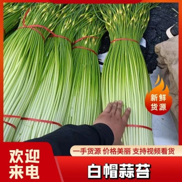 （热卖中）白帽蒜薹大量上市产地直供品质保障量