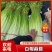 （热卖中）白帽蒜薹大量上市产地直供品质保障量