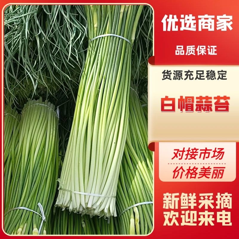 蒜苔安徽白帽蒜苔大量供应中对接电商市场社区团购等