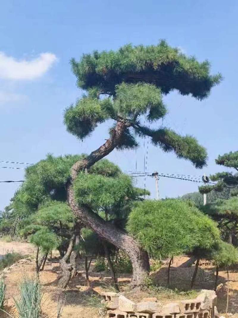 黑松盆景，价格低，货源足，粗壮，优美，黑松造型松，