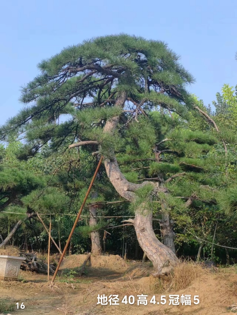 黑松盆景，价格低，货源足，粗壮，优美，黑松造型松，