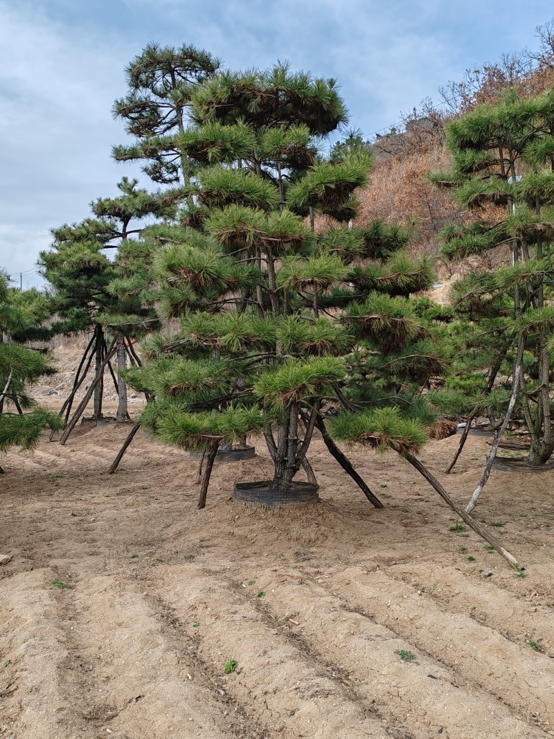 黑松盆景，价格低，货源足，粗壮，优美，黑松造型松，