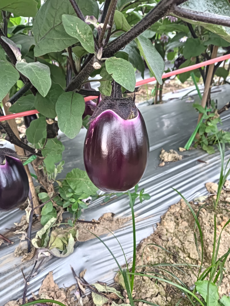 【圆茄子】新品上市，质量保证，品种纯正可视频看货