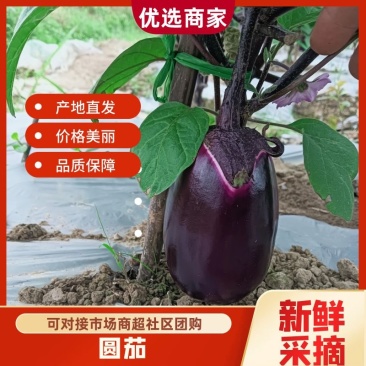 【圆茄子】新品上市，质量保证，品种纯正可视频看货