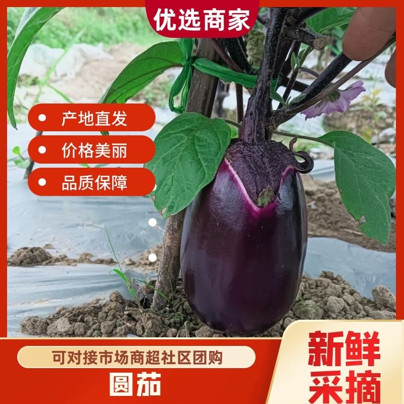 【圆茄子】新品上市，质量保证，品种纯正可视频看货