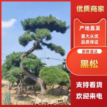 造型黑松，盆景-一条龙服务-包存活-定期修剪-高品质可验货