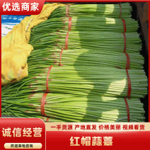 淮阳红帽蒜苔干苔大量上市市场超市电商保证质量