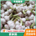 淮阳扒皮蒜鲜蒜带苗蒜大量供应适合发市场，糖蒜厂