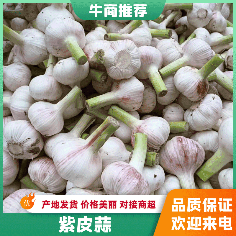 淮阳扒皮蒜鲜蒜带苗蒜大量供应适合发市场，糖蒜厂