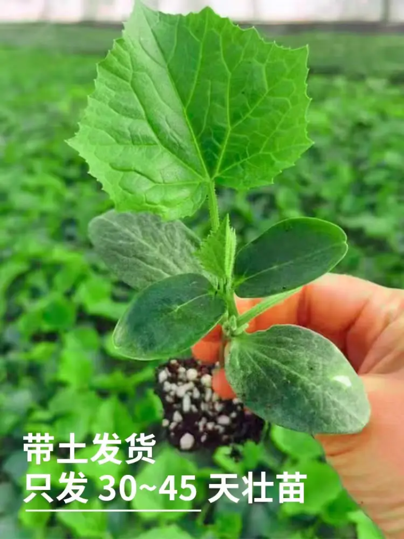 黄瓜苗山东聊城黄瓜苗苗厂直发一手货源保证正品