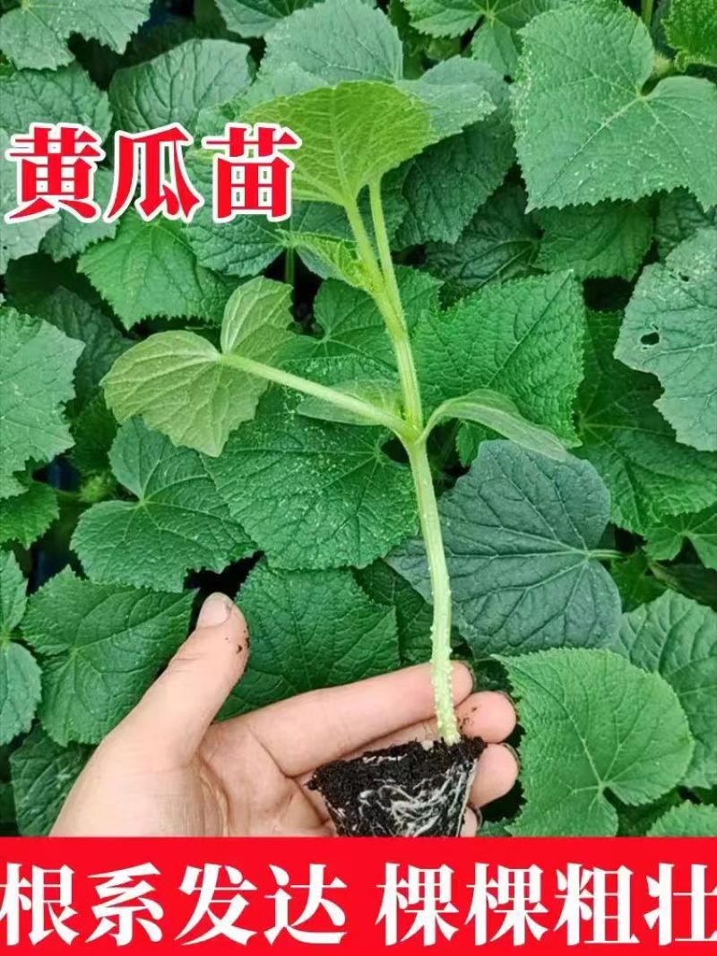 黄瓜苗山东聊城黄瓜苗苗厂直发一手货源保证正品