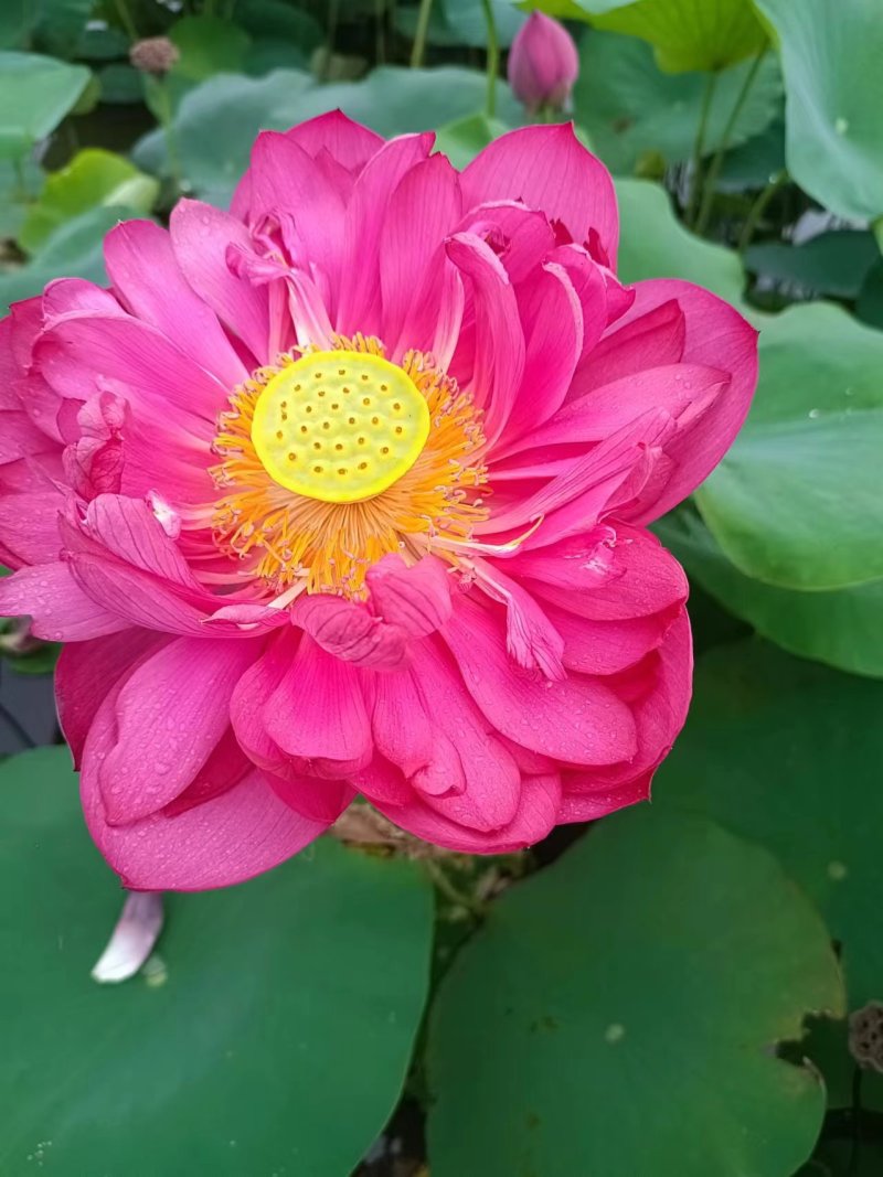 精品荷花苗一手货源成活率高精品直供欢迎来电咨询