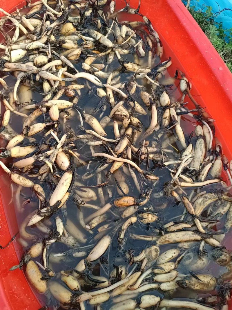 精品荷花苗一手货源成活率高精品直供欢迎来电咨询