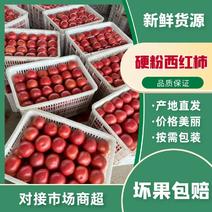河北硬粉西红柿果形园硬度好，价格便宜，全国质量保证