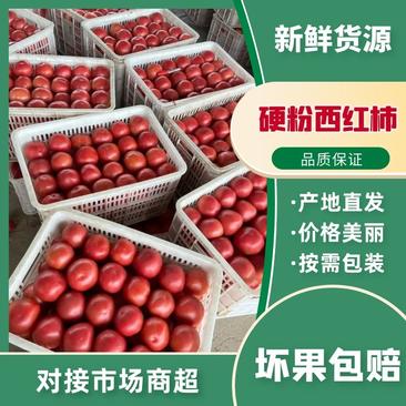 河北硬粉西红柿果形园硬度好，价格便宜，代发全国质量保证